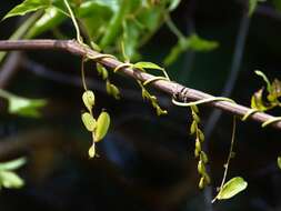 Image of fiveleaf yam