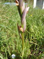 Image of Small-flowered serapias