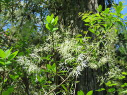 Image of American Fringe Tree