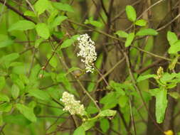 Image of Ceanothus integerrimus Hook. & Arn.