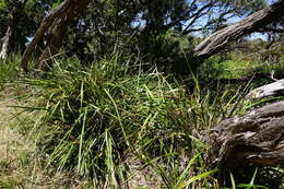 Image of Dianella revoluta var. revoluta