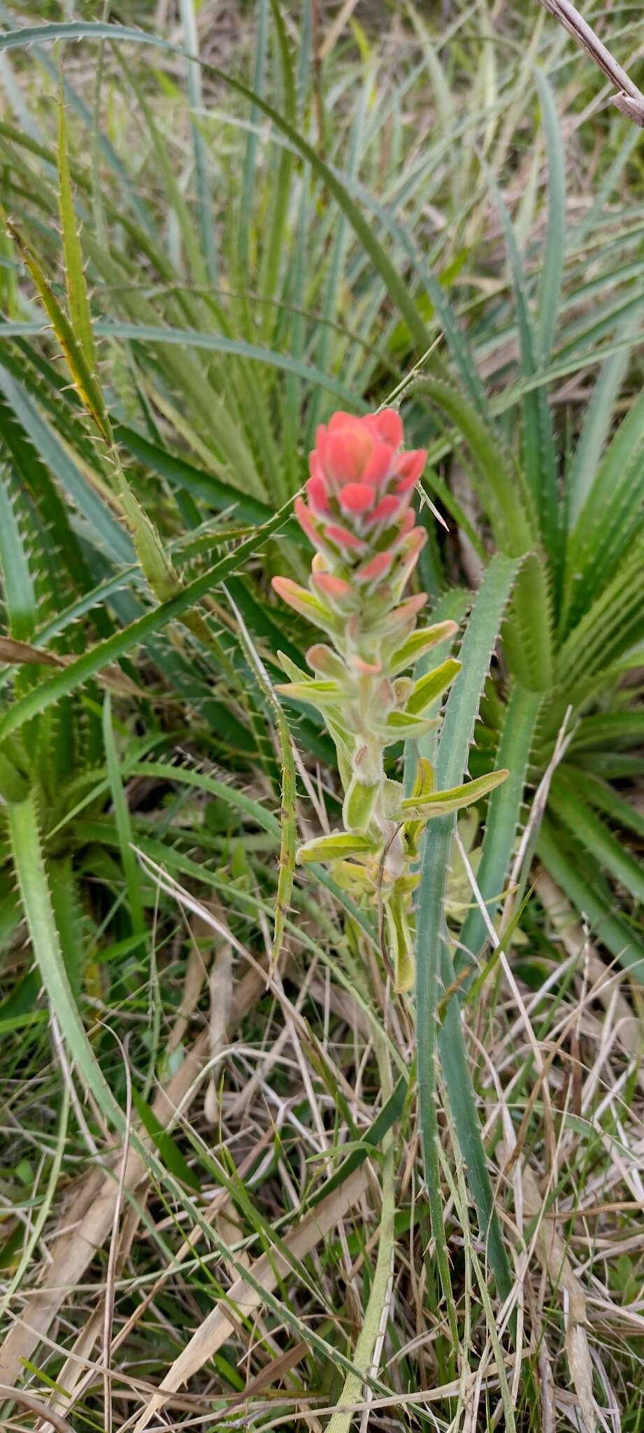 Image of Castilleja arvensis var. pastorei