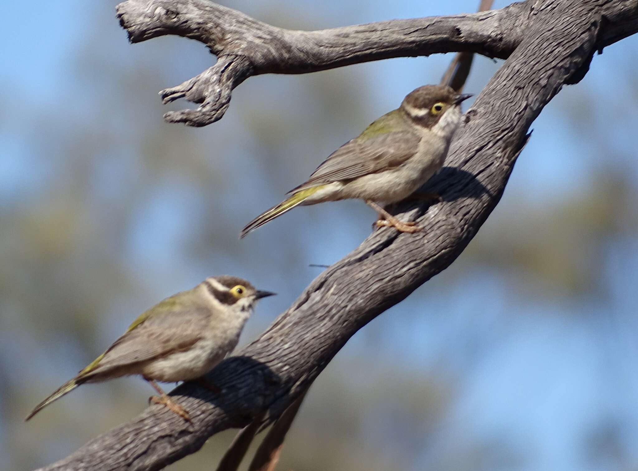 صورة Melithreptus brevirostris pallidiceps Mathews 1912