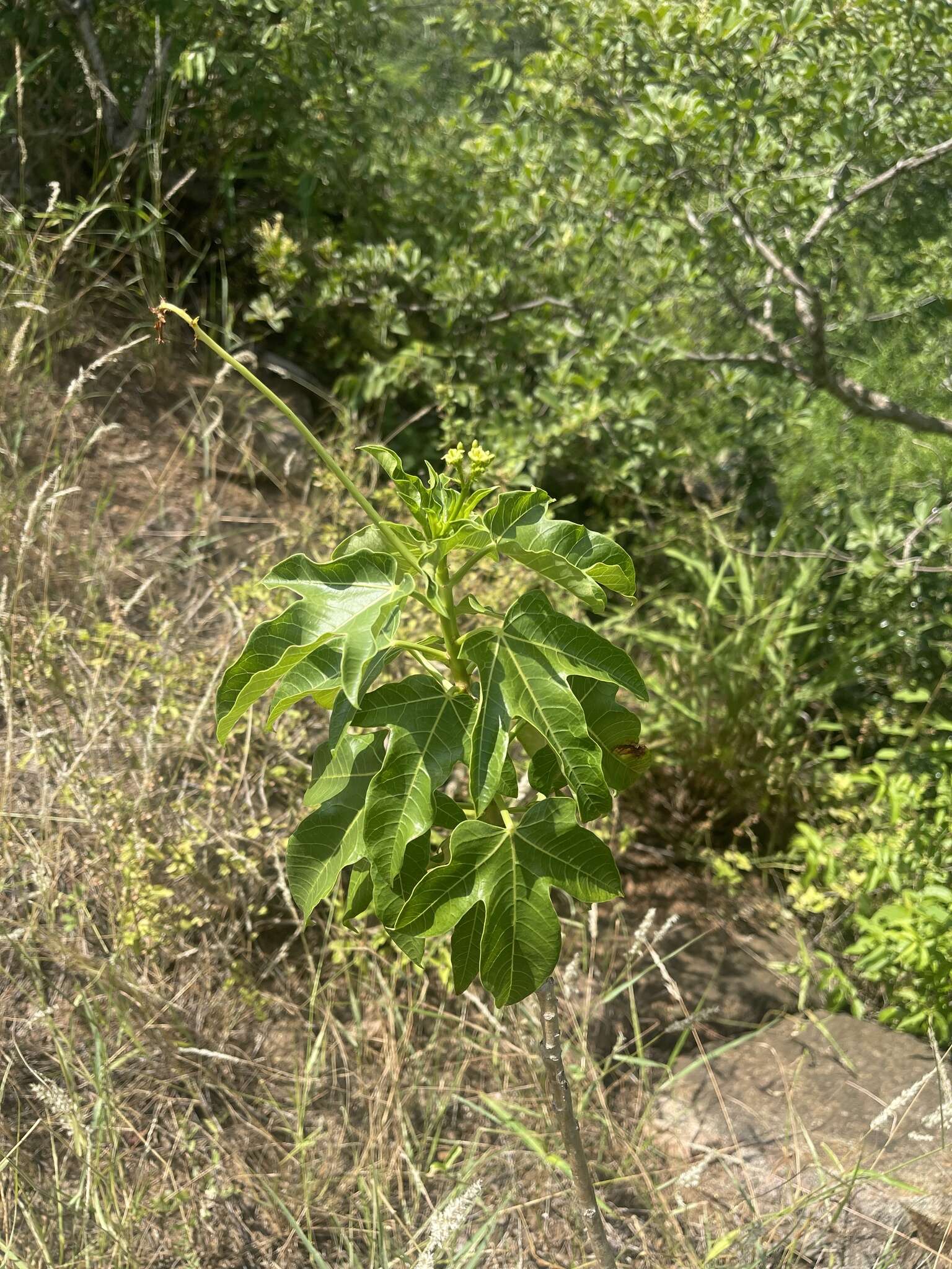 Image of Jatropha variifolia Pax