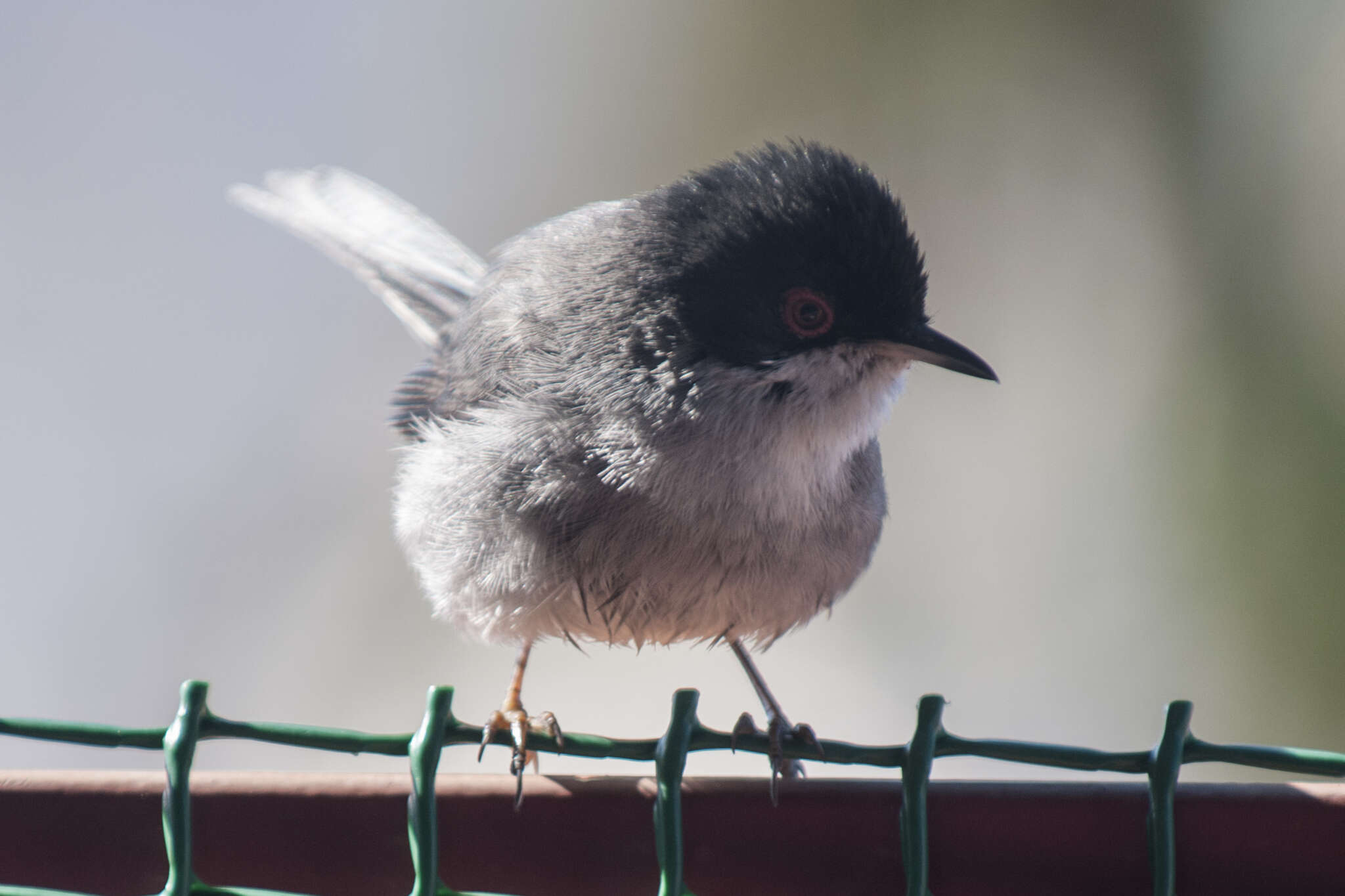 Image de Curruca melanocephala (Gmelin & JF 1789)