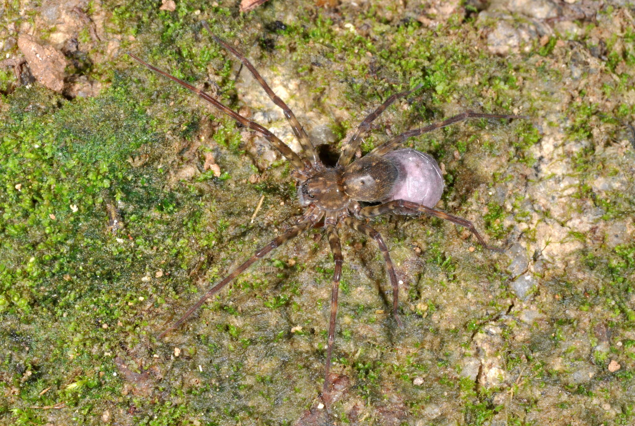 Image of Enna redundans (Platnick 1993)