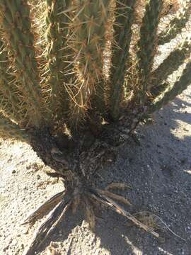 Cylindropuntia ganderi subsp. ganderi resmi