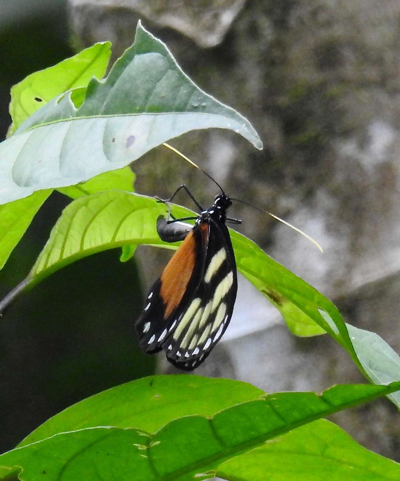 Image de Godyris zavaleta caesiopicta