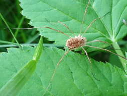 Image de Rilaena triangularis Herbst 1799