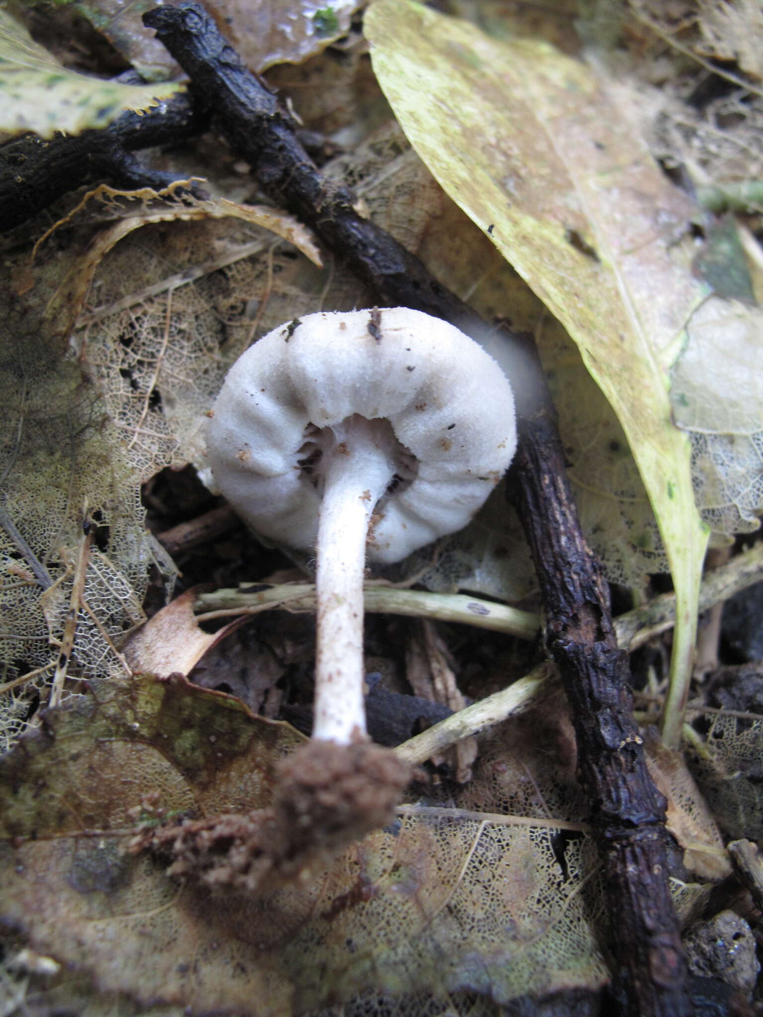 Image of Tympanella galanthina (Cooke & Massee) E. Horak 1971