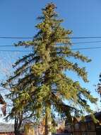 Image of bigcone Douglas-fir