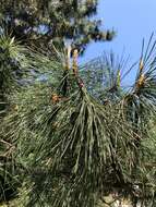 Image of Japanese Black Pine