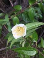 Image of Philadelphus mexicanus Schltdl.