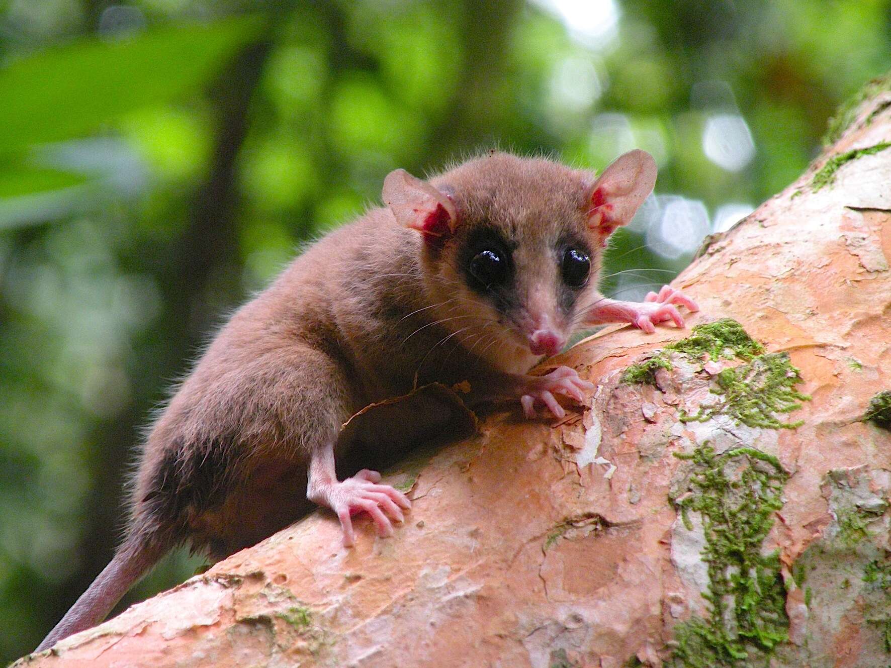 Image of Mexican Mouse Opossum