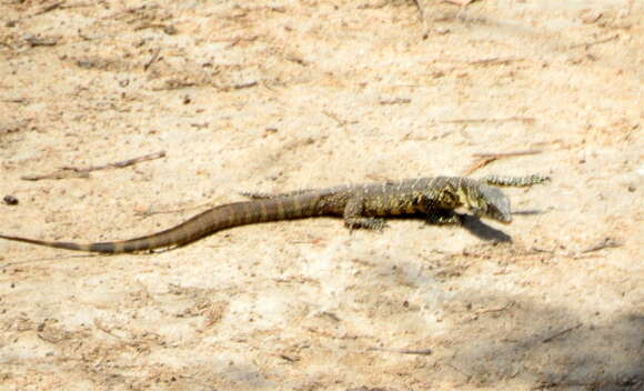 Image of Ornate monitor