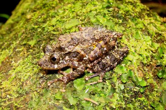 Sivun Ololygon flavoguttata (Lutz & Lutz 1939) kuva