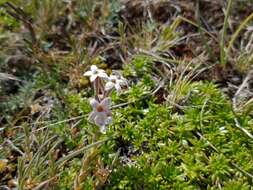 Plancia ëd Arjona patagonica Homb. & Jacquinot ex Decne.