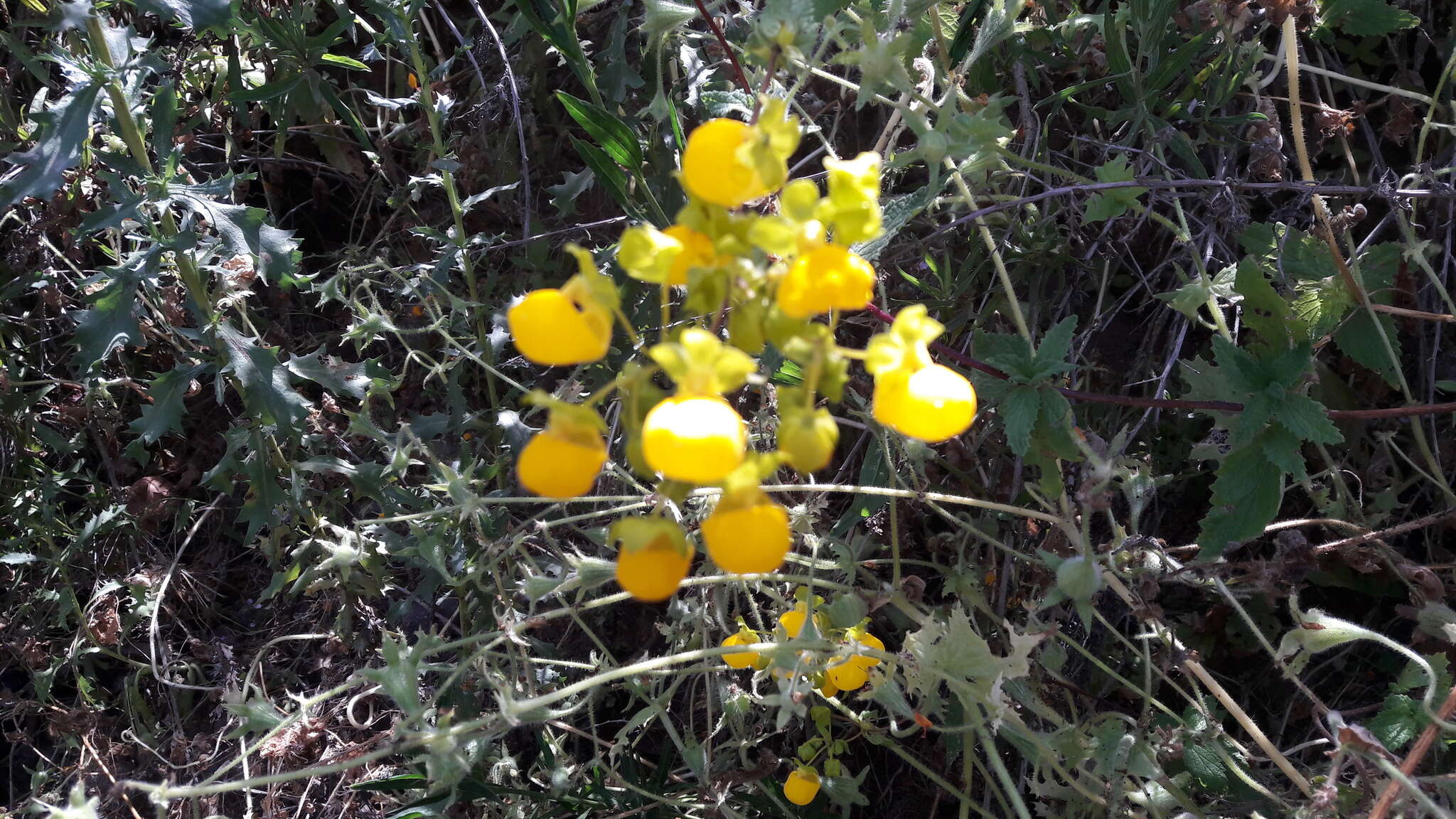 Image of Calceolaria collina Phil.