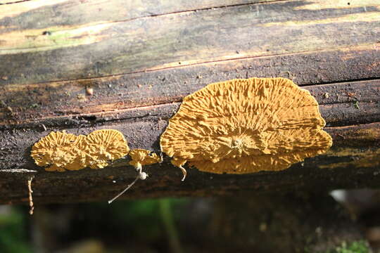 Image of Boreostereum radiatum (Peck) Parmasto 1968