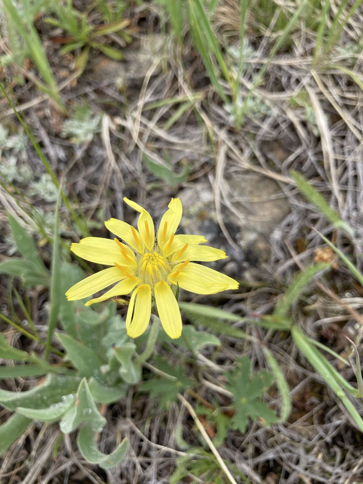 Agoseris glauca var. dasycephala (Torr. & A. Gray) Jepson resmi