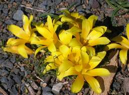 Image of Romulea tortuosa subsp. aurea (Klatt) M. P. de Vos