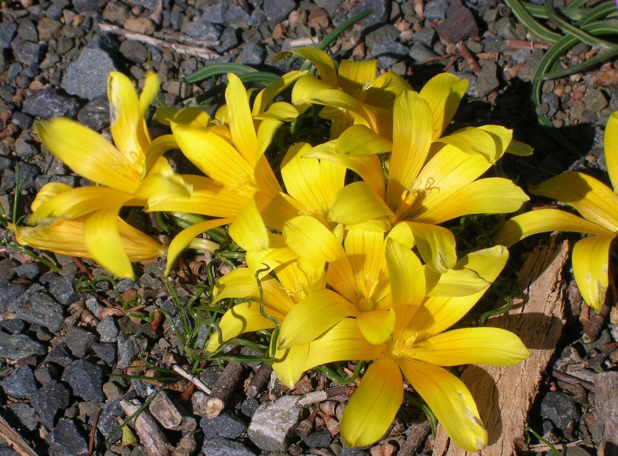 Image of Romulea tortuosa subsp. aurea (Klatt) M. P. de Vos