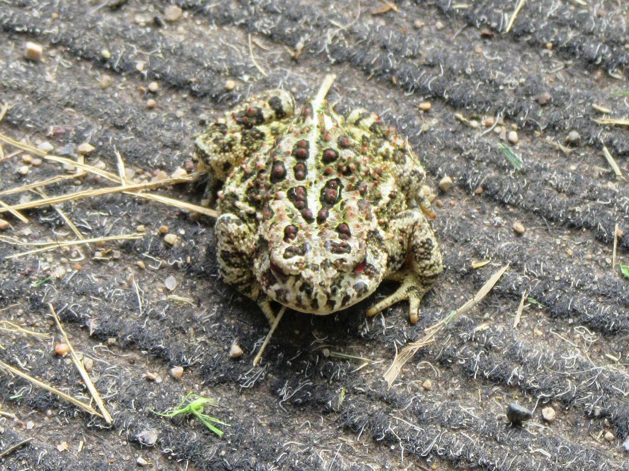 Anaxyrus hemiophrys (Cope 1886) resmi