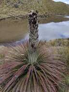 Image of Puya clava-herculis Mez & Sodiro