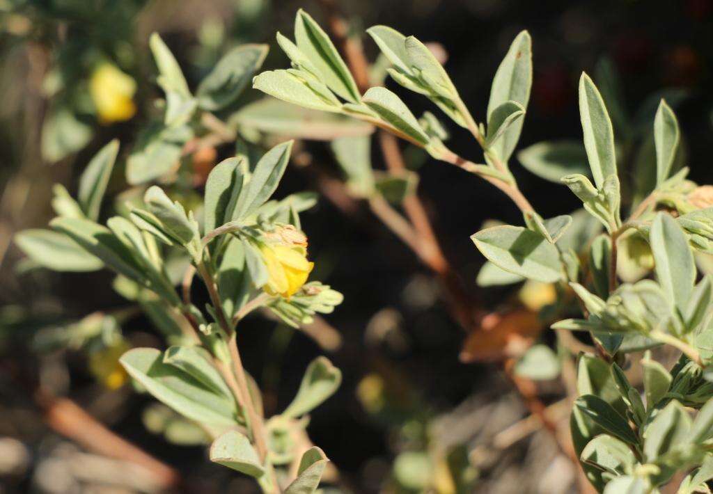 Image of Hermannia lavandulifolia L.