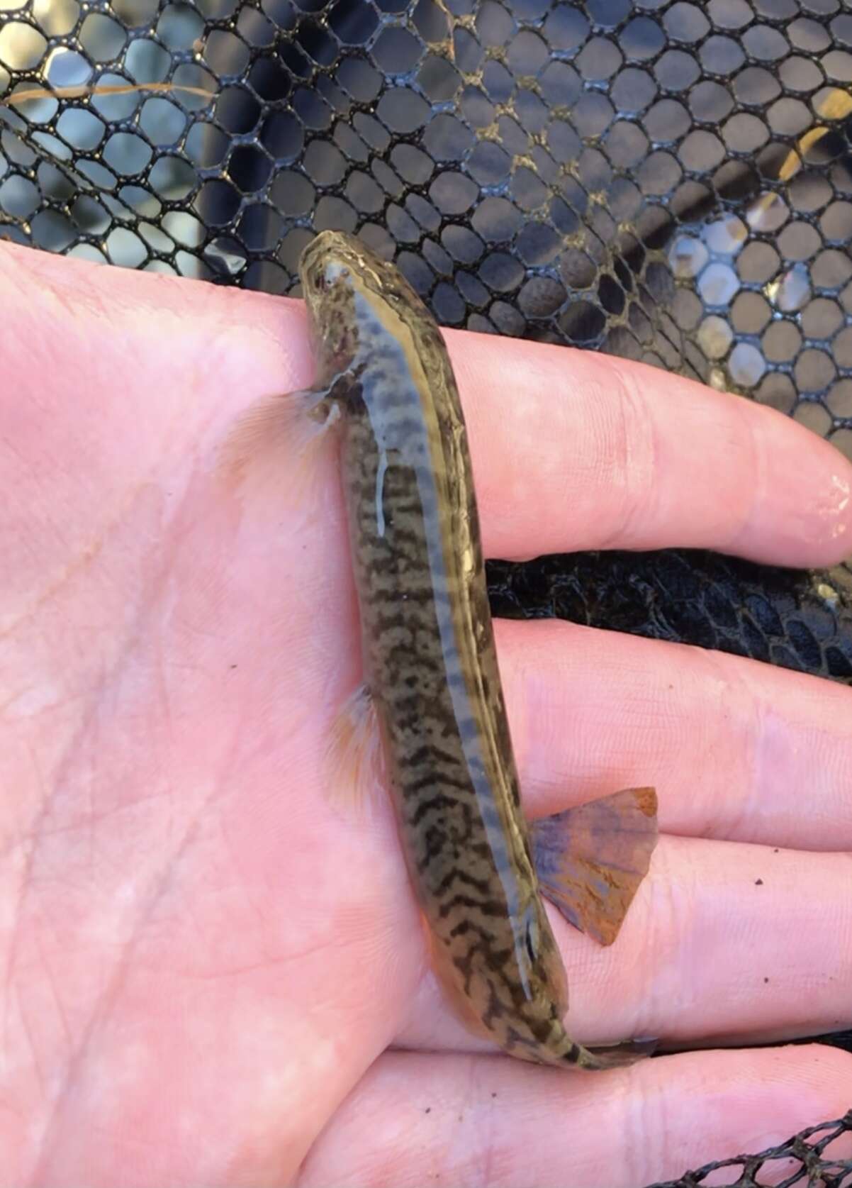 Image of Broad-finned galaxias