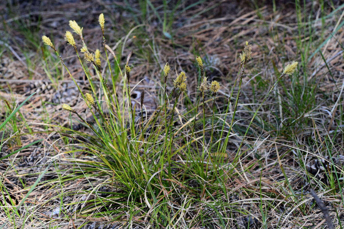 Image of Carex pediformis var. macroura (Meinsh.) Kük.