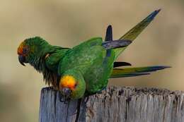 Image of Golden-capped Conure