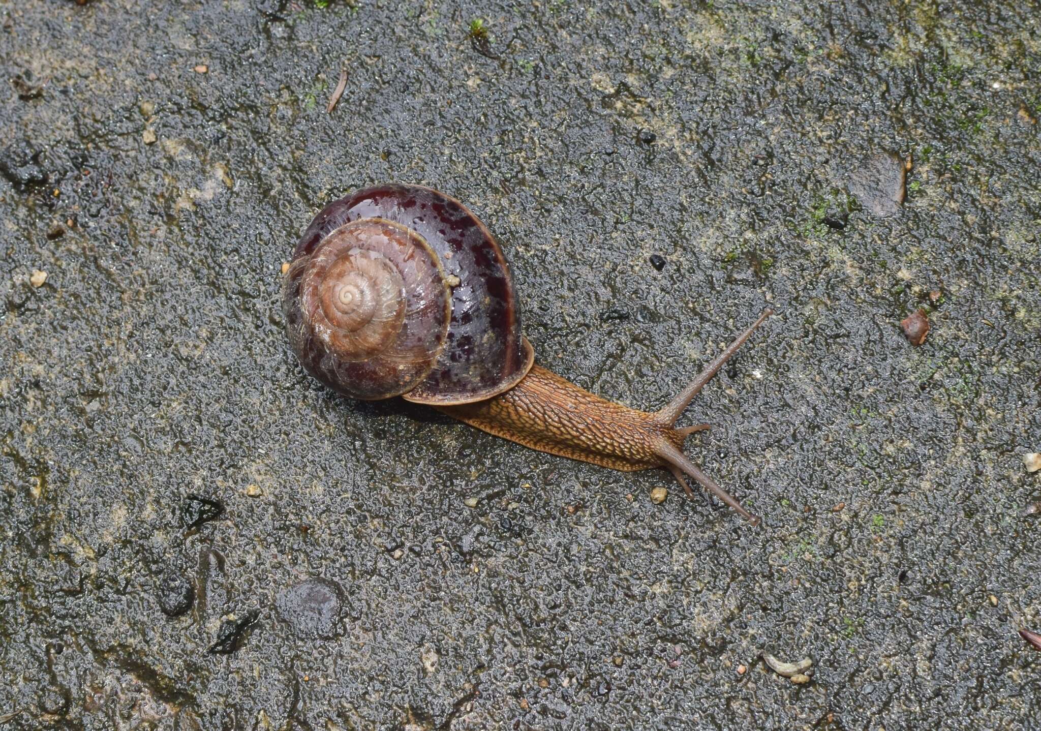 Image of Nesiohelix yeni M. Wu & Asami 2017