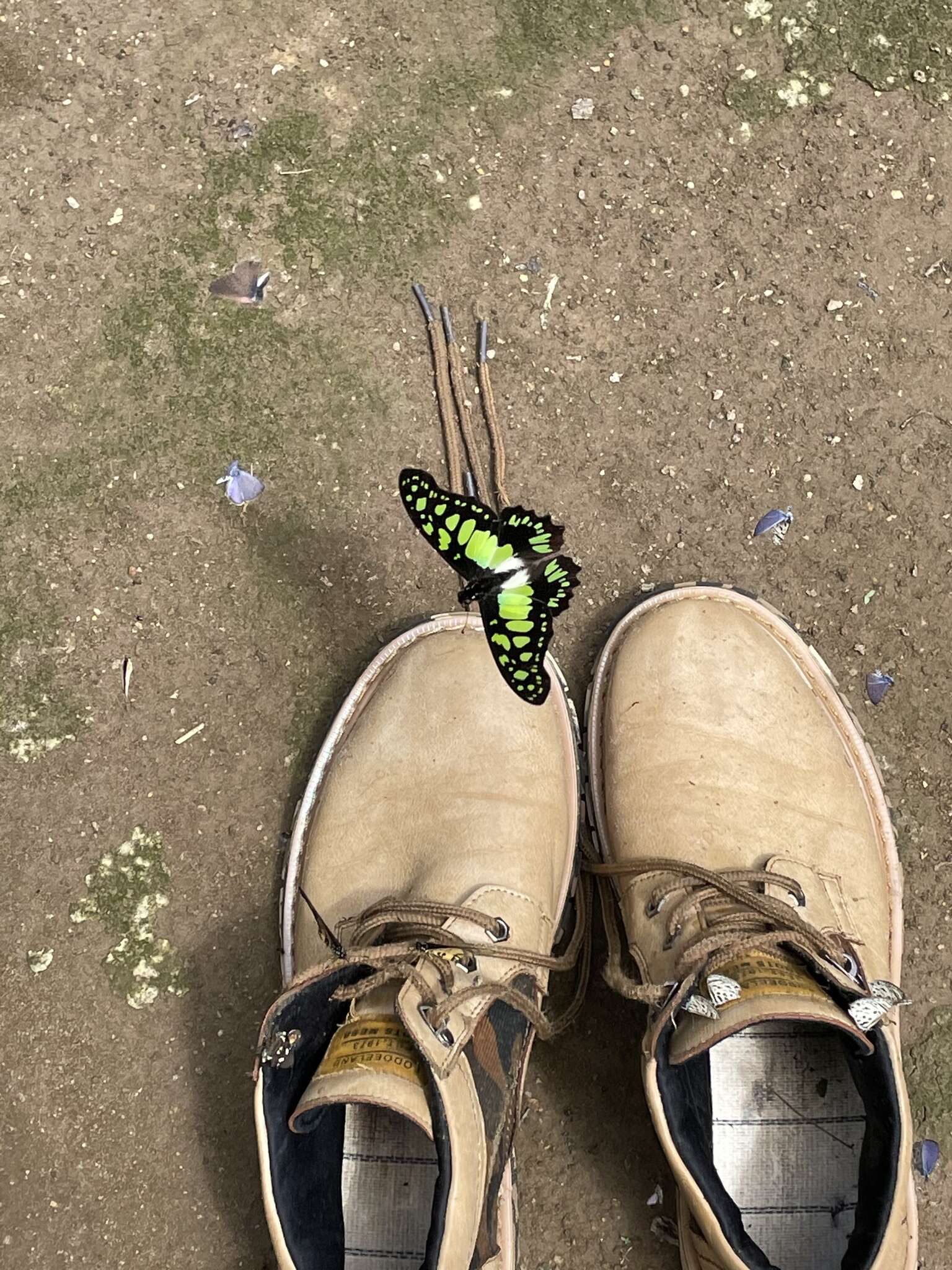 Sivun Graphium tynderaeus (Fabricius 1793) kuva