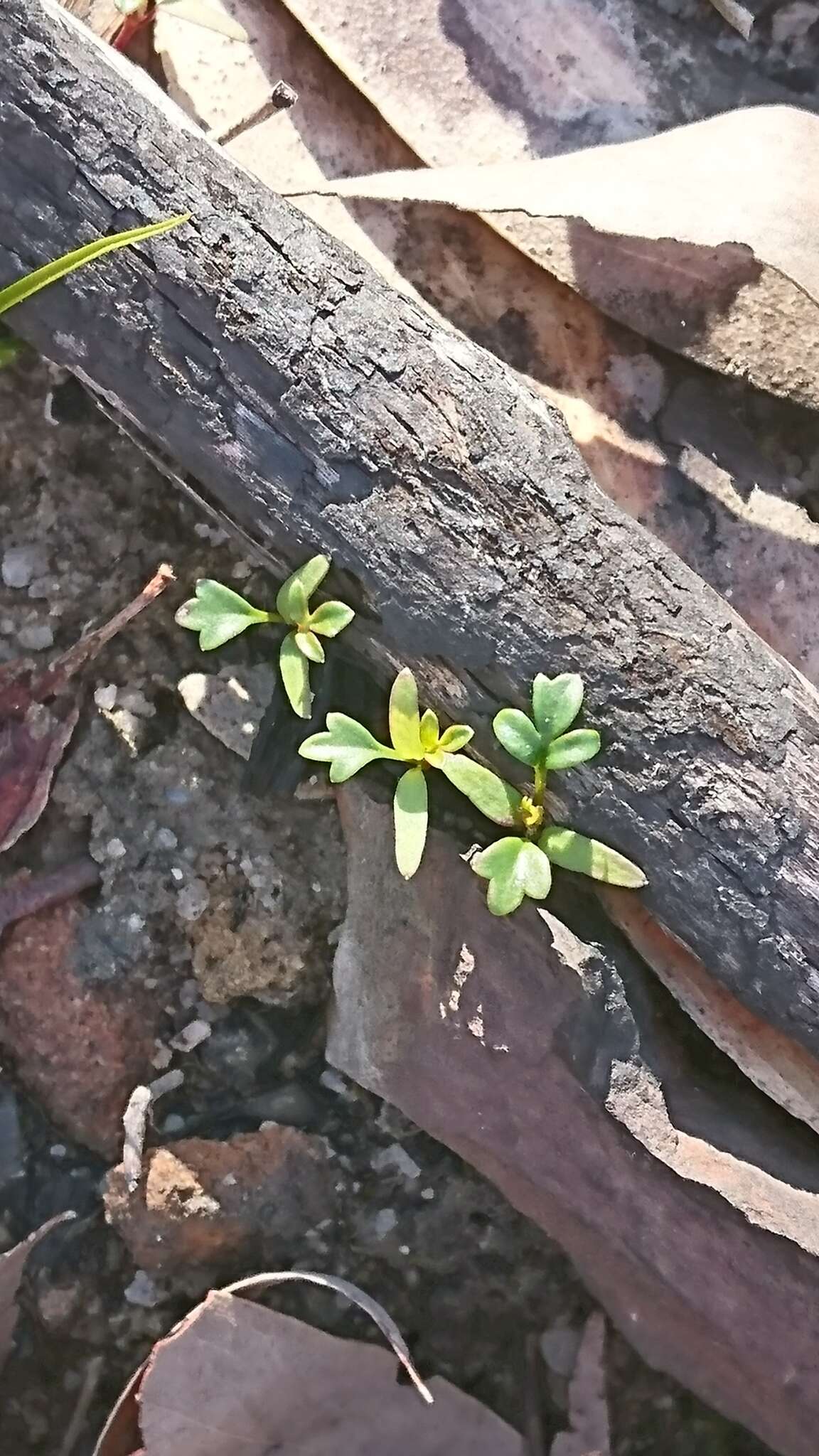 Image of Xanthosia stellata J. M. Hart & M. J. Henwood