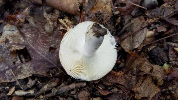 Image of yellow swamp brittlegill