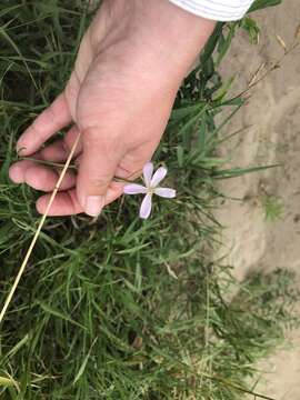 Image of rush skeletonplant