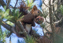 Image de Sciurus vulgaris altaicus Serebrennikov 1928