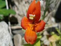 Erythranthe cardinalis (Douglas ex Benth.) Spach resmi