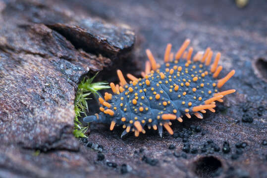 Image of Holacanthella paucispinosa (Salmon & JT 1941)