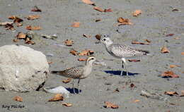 Image of American Golden Plover