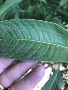 Imagem de Persicaria attenuata (R. Br.) Sojak