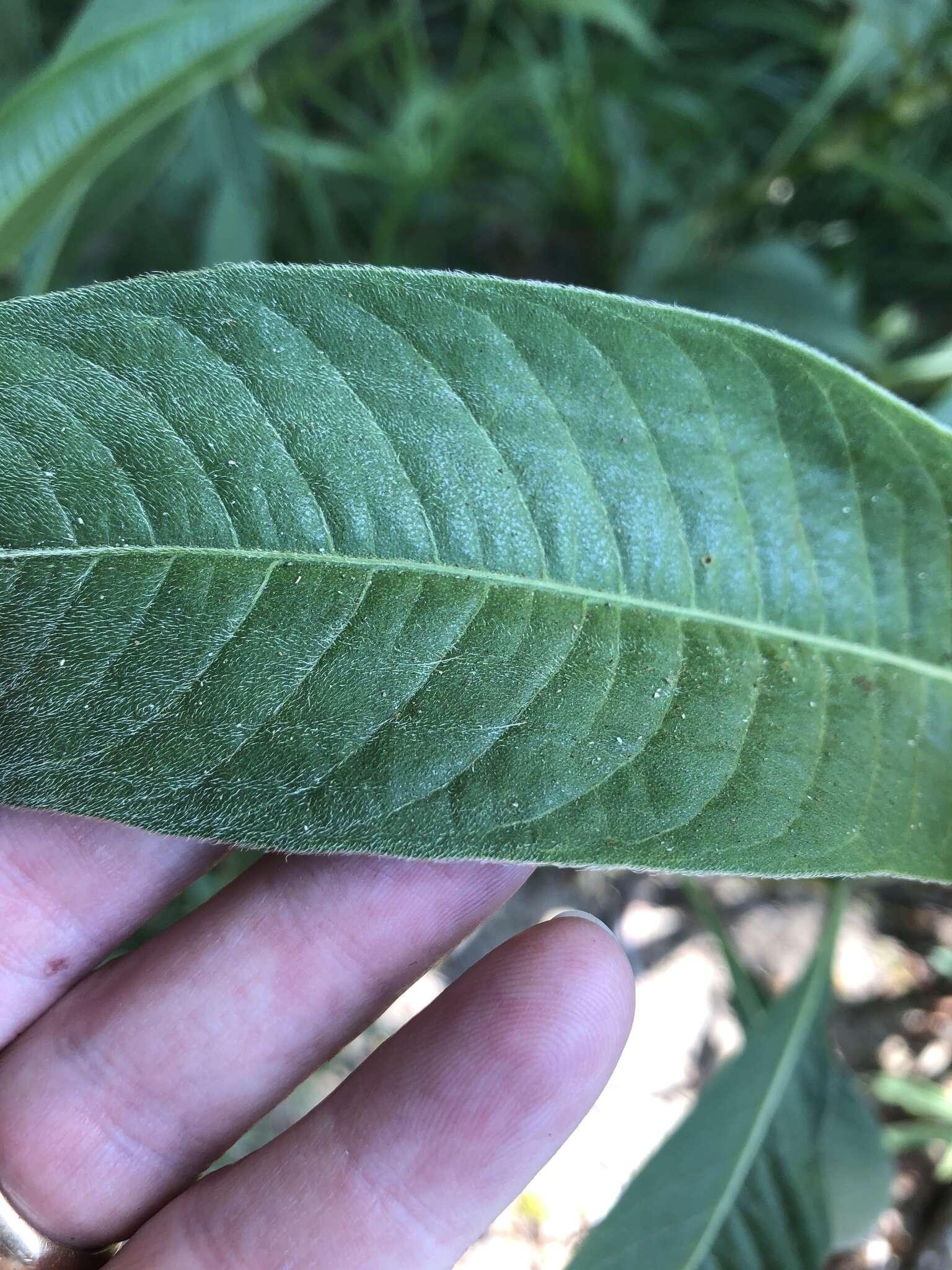 Image de Persicaria attenuata (R. Br.) Sojak