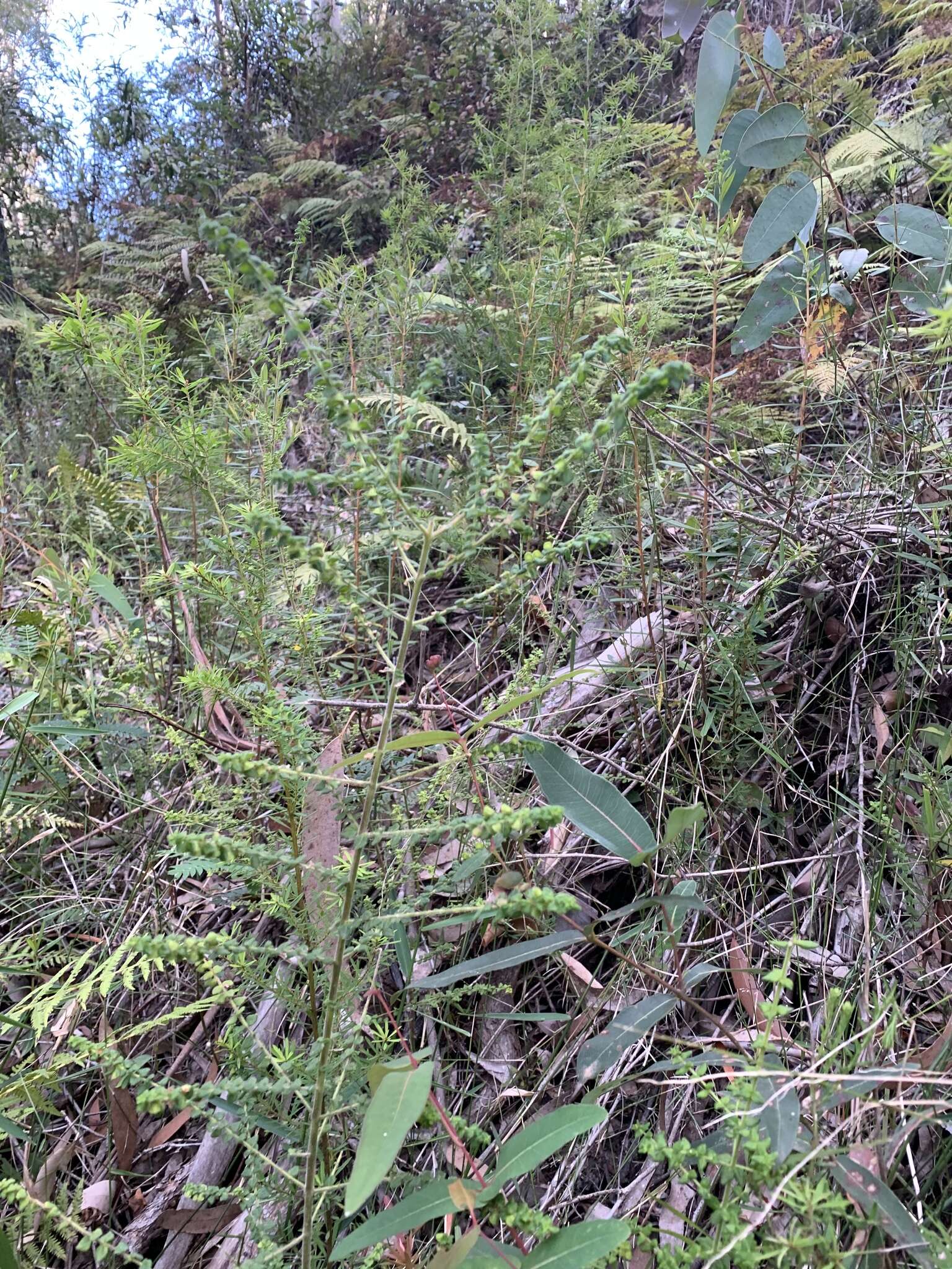 Image of Sparkling Mint-bush