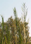 Image of American common reed