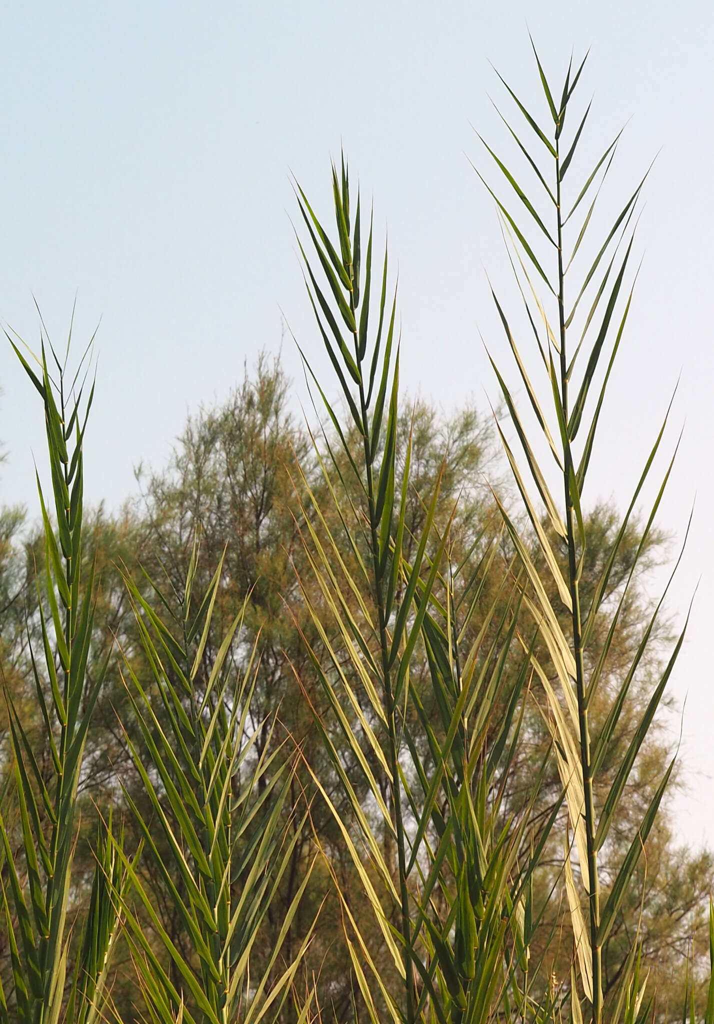 Plancia ëd Phragmites australis subsp. australis