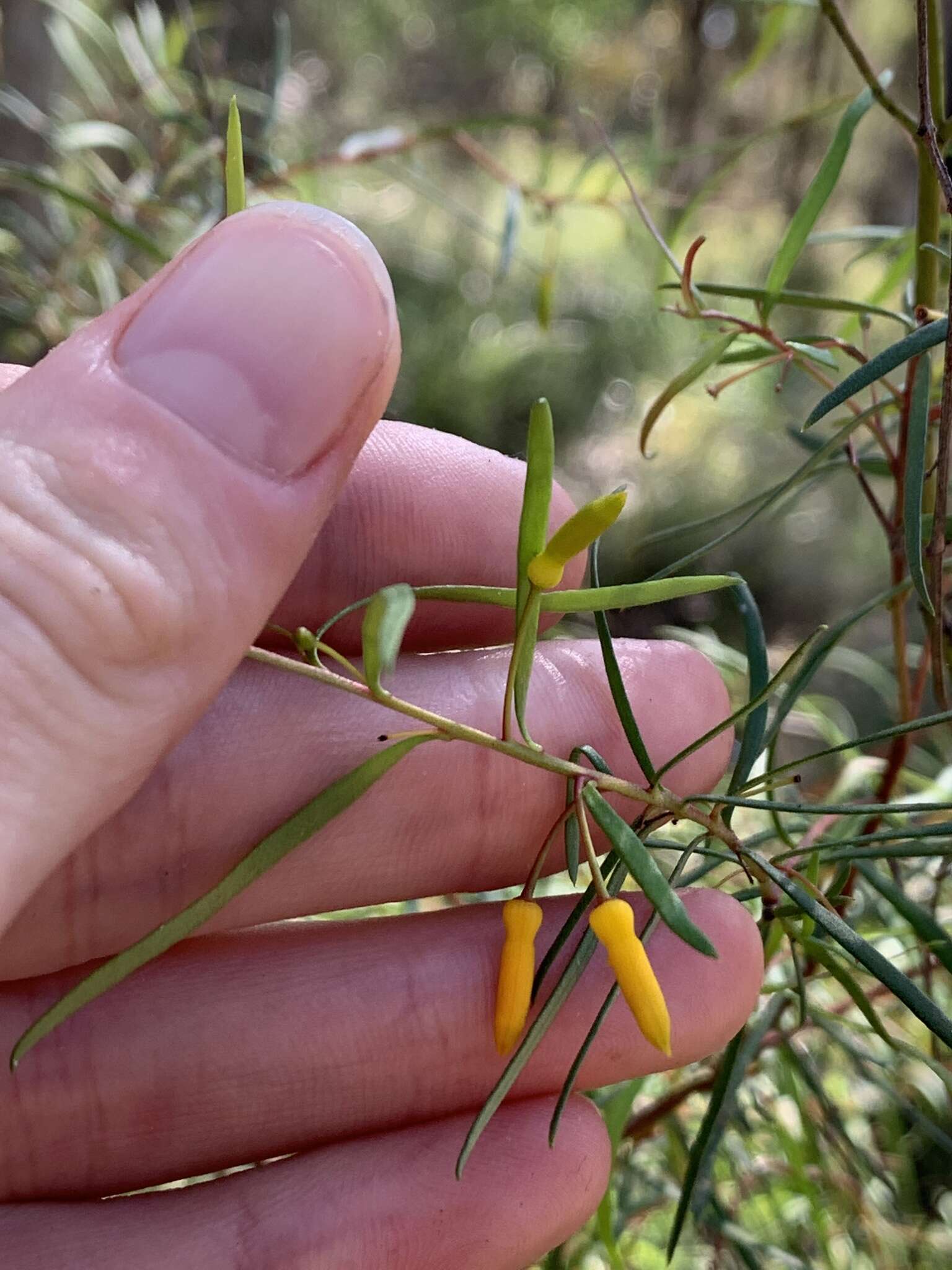 Plancia ëd Persoonia nutans R. Br.