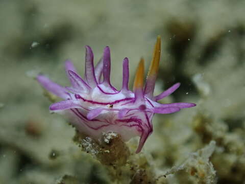 Image of Okenia purpureolineata Gosliner 2004