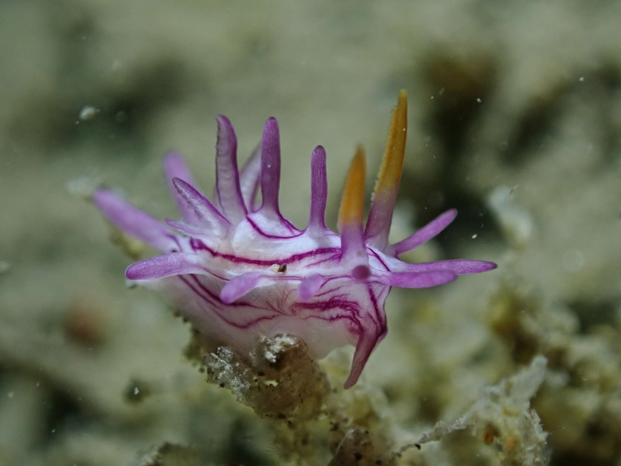 Image of Okenia purpureolineata Gosliner 2004