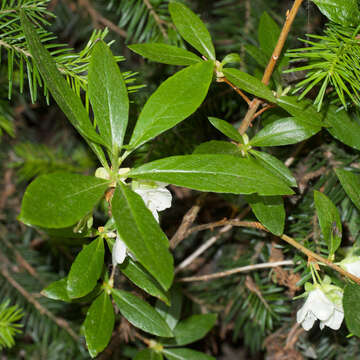 Rhododendron albiflorum Hook. resmi